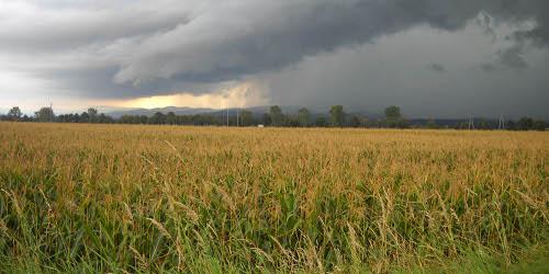 Sometimes, the clouds bring more than rain. White Insurance has been serving farms and farmers for decades.